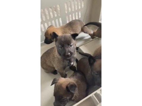 Belçika malinois yavruları