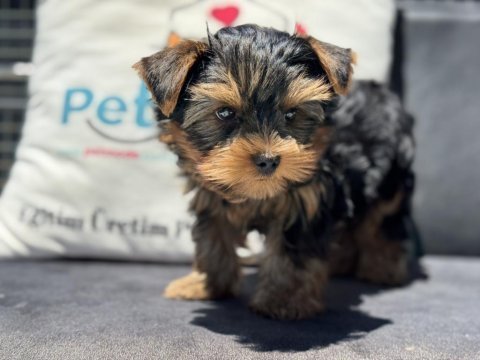 Petmode köpek çiftliğinden tea cup yorkshire 