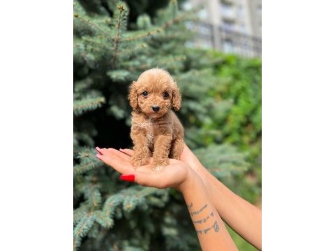 Ben maltipoo chek benimle tanışmadın mı hala