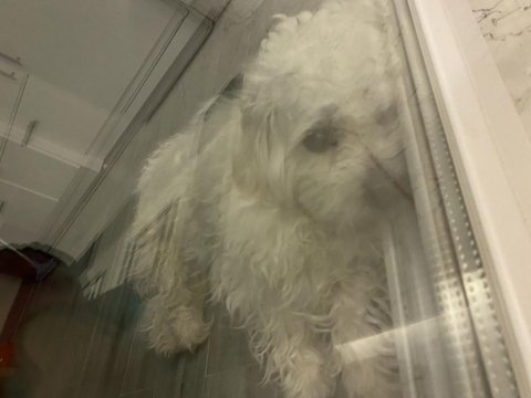 Uygun fiyata verilecek köpeğimiz