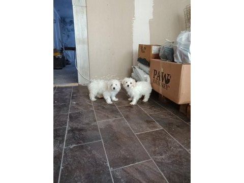 3 aylık maltese pamuklar