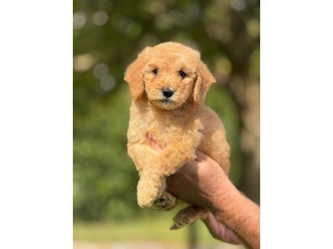 Labradoodle goldendoodle yavrular