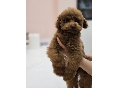 Teddy face red toy poodle