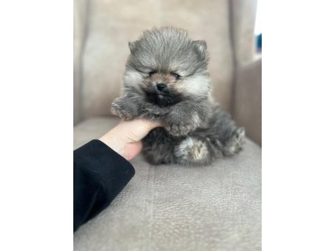 Orjinal ayı suratlı pomeranian yavruları