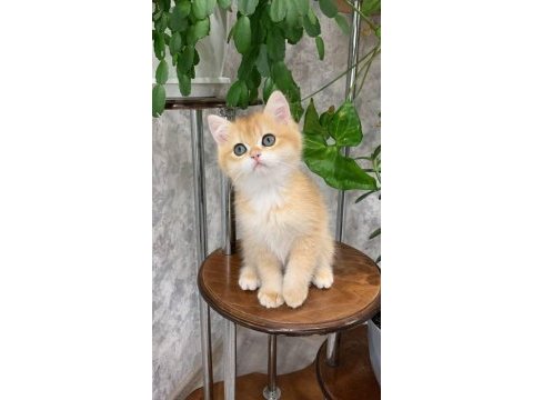 Teslime hazır golden british shorthair