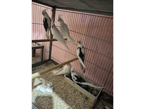 Albino ve wifi pied sultan papağanı