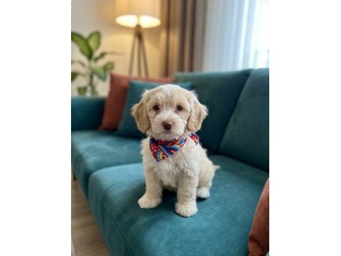 Maltipoo yavrularımız