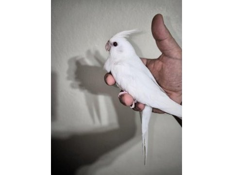 Sultan yavruları 2 aylik albino