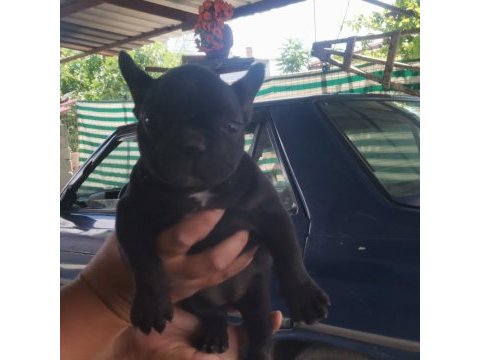 2 aylık dişi french bulldog