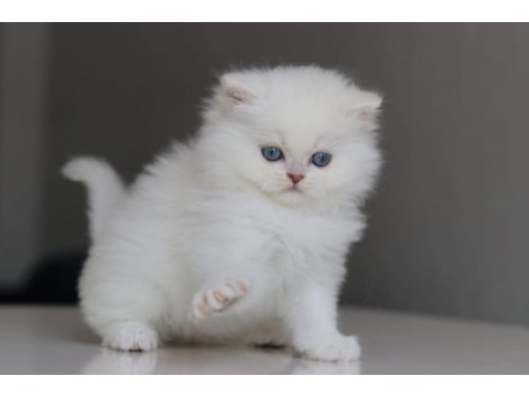 British longhair yavrularımız