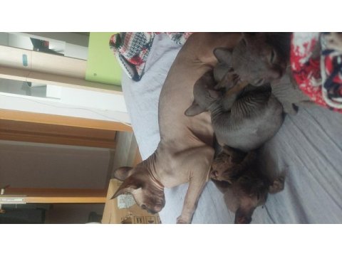 5 adet sphynx kedimiz sahiplendirilecektir