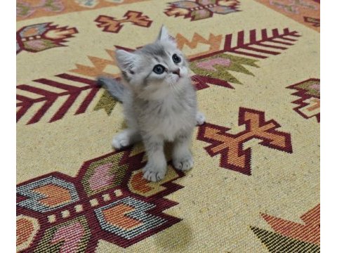 A kalite british shorthair blue golden