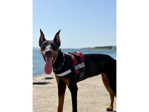 7.5 aylık doberman kızımız
