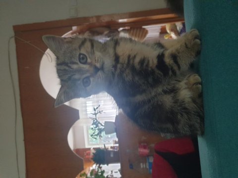 Yavrular yeni sahiplerini bekliyor scottish fold
