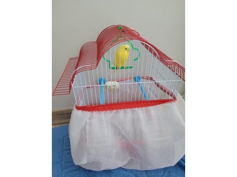 Satılık lutino