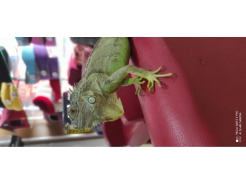 90 cm civarı yeşil iguana