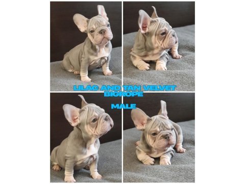 Türkiye de tek velvet bigrope french bulldog yavrular