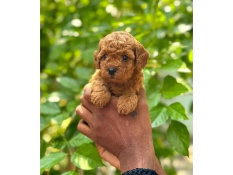 Toy poodle yavruları