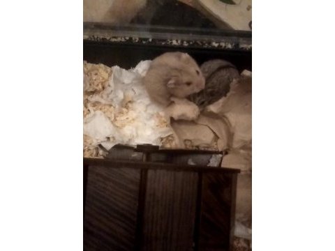Ücretsiz gonzales hamsterlar