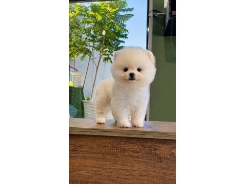 Safkan pomeranian bebekler