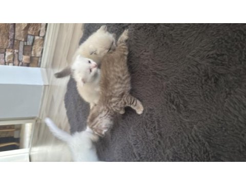Safkan scottish fold kediler