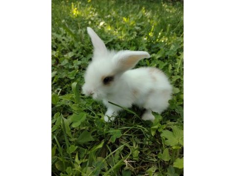Sevimli bebek tavşanlar