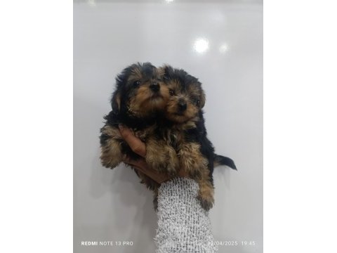 Yorkshire terrier bebeklerimiz 45 günlük