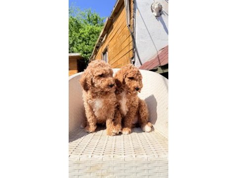 Dev gibi poodle yavrular