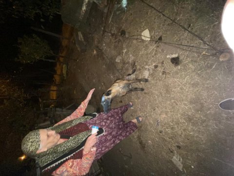 Belçika kurdu köpeğimizi sahiplendirme