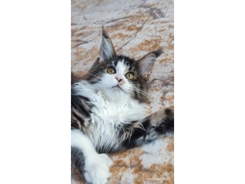 Dernek kayıtları yapılmış eksiksiz safkan şecereli mco