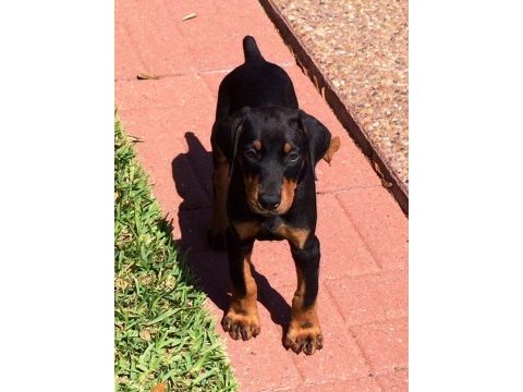 Sağlik ve ırk garantili isteğe özel estetik doberman