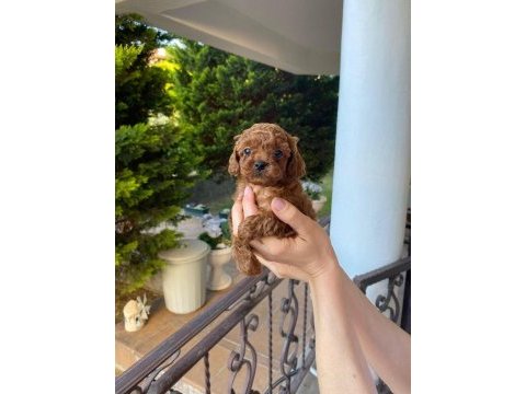 Kore poodle yavrular