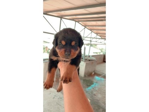 Bursa yavru rottweiler köpeklerimiz