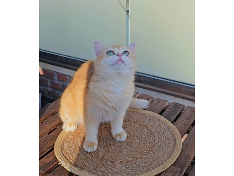 British shorthair golden dişi ny12 14 aylık full şecereli