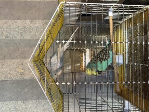 Eşe hazır show jumbo muhabbet kuşları
