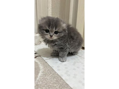 Kedilerim sahiplerini bekliyor