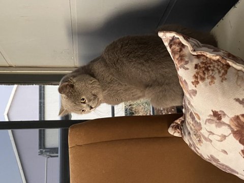 Erkek british shorthair 1 yaşında