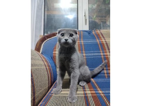 Dişi scottish fold kedimizi sahiplendirme
