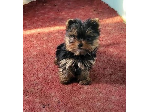 Yorkshire terrier yavrularımız