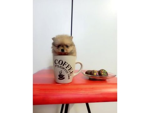 Mini boy pomeranian yavruları