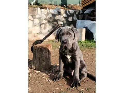 Cane corso blue yavrumuz erkek