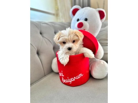 Maltese terrier xs sıfır no.büyümeyen patililer