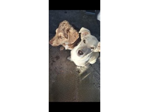 Labrador köpeğimizi sahiplendirme