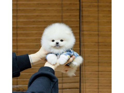 Ayı surat pomeranian yavrularım