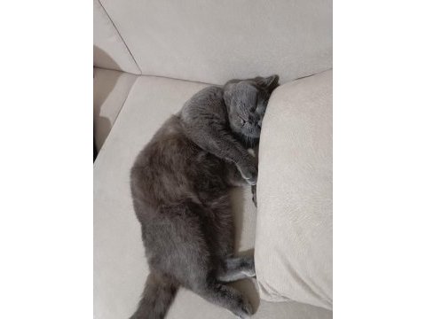 British shorthair kedisi