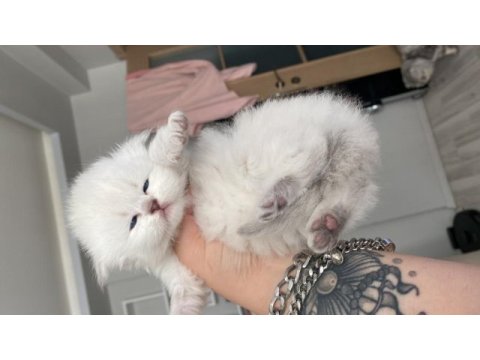 Eskişehir tepebaşından british longhair