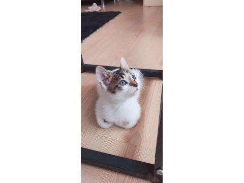 Kedimiz simba oğlum