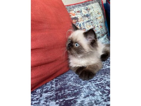 Chinchilla kirpik yeni yuvasini ariyor