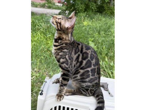 A kalite bengal kedisi erkek