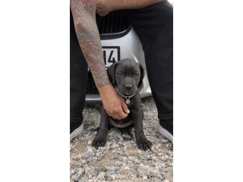 2 buçuk aylık cane corso yavrular